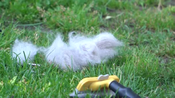 Gray dog hair lies on the grass next to the scratcher — Stock Video