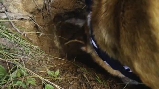 Orange dog with a scarf around his neck digging a hole — Stock Video