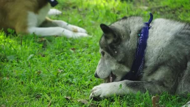 Серый и оранжевый пес с шарфом на шее лежит на траве и грызет кости — стоковое видео