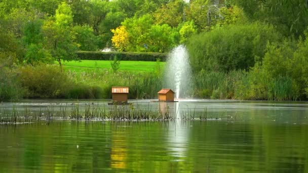 In a small pond next to the duck feeders the jet of a small fountain beats — Stock Video