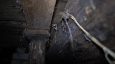 Bodrumda asılı duran örümcek ağındaki eski parlak bir ampul