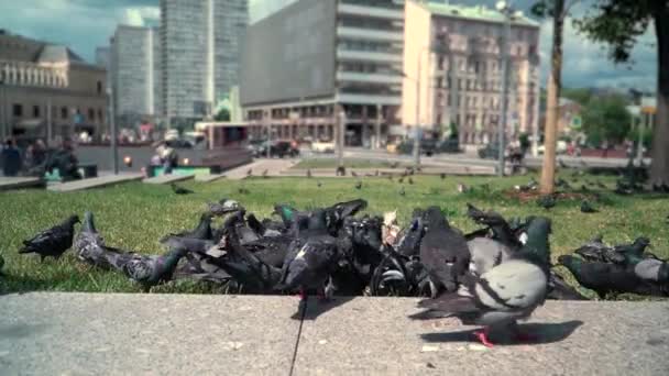 Un rebaño de palomas se escabulle sobre la hierba contra el telón de fondo de una bulliciosa ciudad — Vídeos de Stock