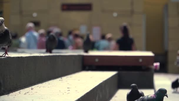 Las palomas se escabullen en los escalones de piedra sobre el fondo de la gente caminando — Vídeos de Stock