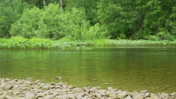 Flux calme de la rivière près du rivage rocheux — Video