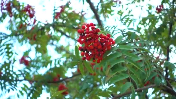 Red Rowan berries swaying on the branch — Stock Video