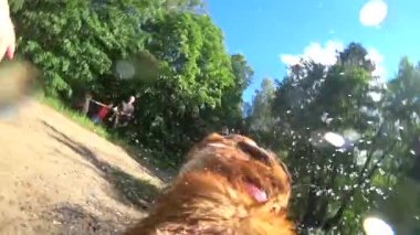 Sırtında kamera olan turuncu bir köpek suyun tozunu alır.,