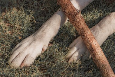 Beyaz köpek patileri çimlerin üzerinde bir sopayla