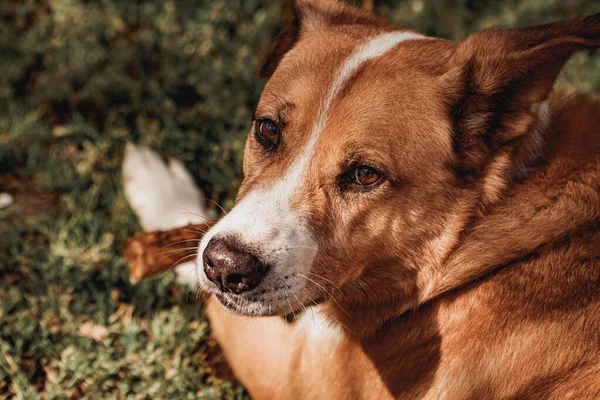 Turuncu köpek bir sopayla çimlere uzanıyor ve kameraya bakıyor.