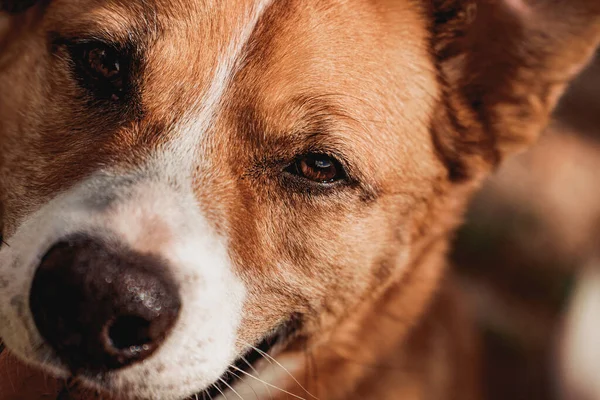 Kırmızı bir köpeğin mutlu görünümü, turuncu bir köpeğin portresi.