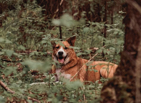 Chien Orange Trouve Milieu Forêt — Photo