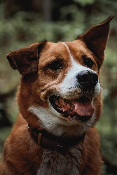 Turuncu köpek dikkatle ileriye bakıyor, ormanda oturuyor.