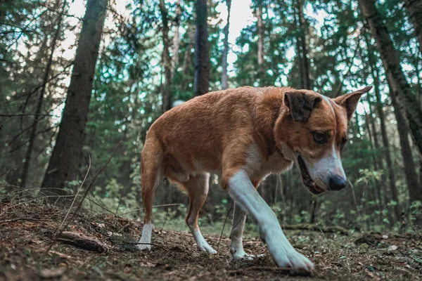 Turuncu köpek ormanda sinsice dolaşır ve aşağı bakar.