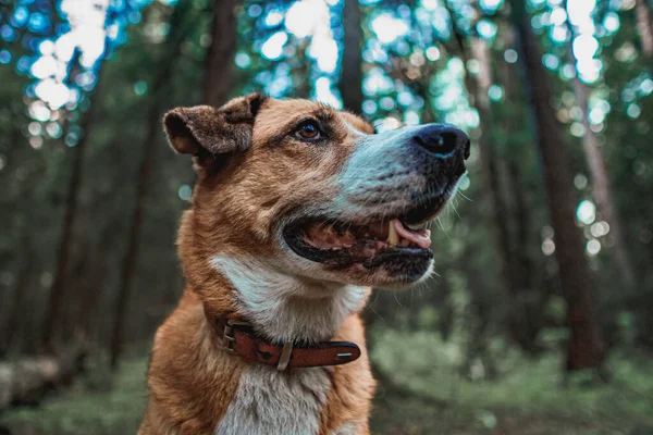 Turuncu köpek ormanda oturur ve uzaklara bakar.