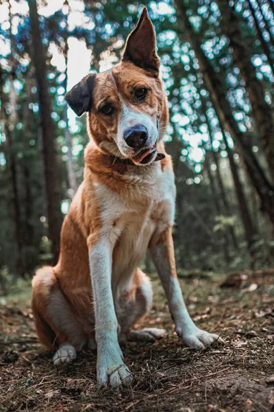Turuncu köpek ormanda oturur ve aşağı bakar, ilgi ile, aşağı açı