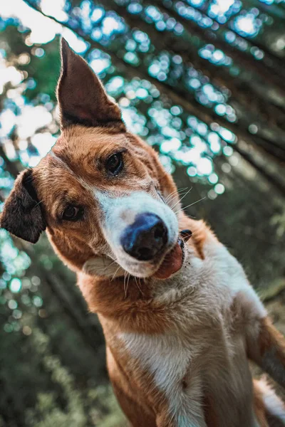 Turuncu köpek ormanda oturur ve aşağı bakar.