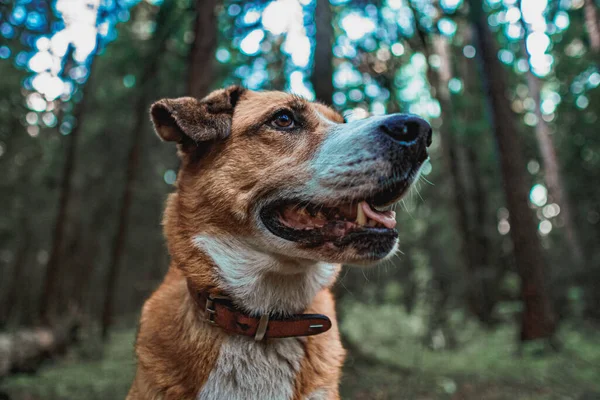 オレンジ色の犬が森の中に座って遠くを見る ストック画像