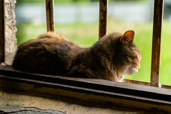 Kedi, metal parmaklıkları olan eski bir binanın penceresinde yatıyor ve uyukluyor.