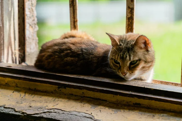 Kedi, metal parmaklıkları olan eski bir binanın penceresinde yatıyor ve odaya bakıyor.