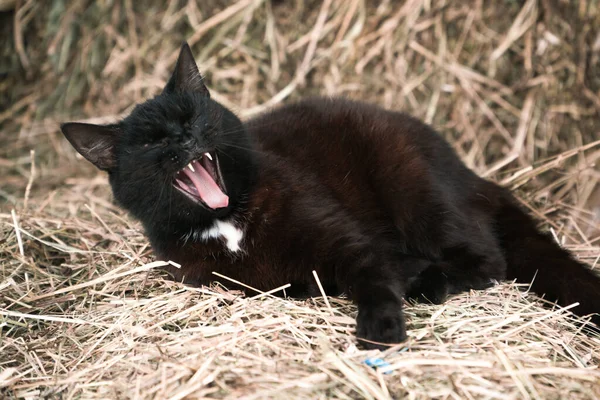 Siyah kedi pipetin üzerinde esniyor