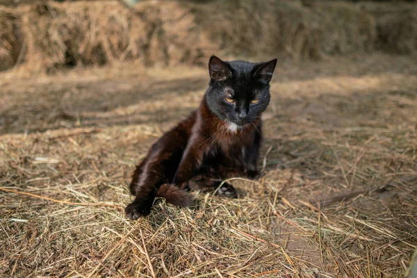 Kuru samanların üzerinde oturan siyah kedi