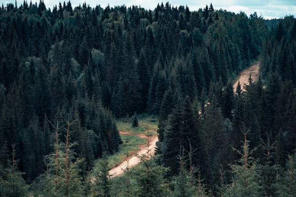 Orman dağ yolu kozalaklı bir ormanda çaprazlama ilerliyor.