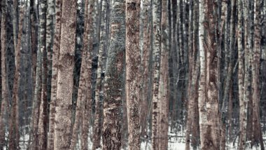 Kışın huş ağacı, mavi bir ağaç kabuğuyla.