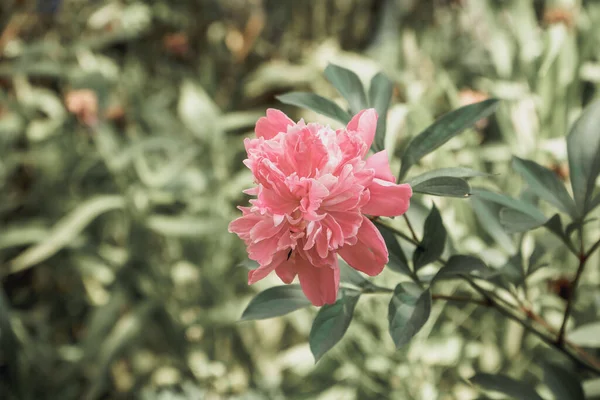 Yeşil yaprakların arka planında güzel pembe bir çiçek