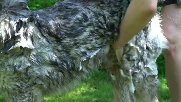 Man Washes Grey Fluffy Husky Dog Shampoo — Stock Video
