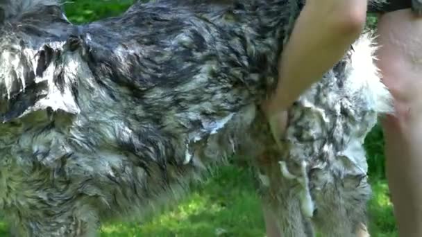 Homme lave gris pelucheux chien husky avec shampooing — Video