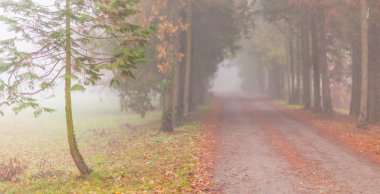 Sonbahar ormanında Misty sahne