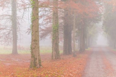 Sonbahar ormanında Misty sahne