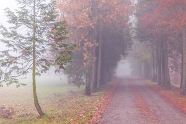 Sonbahar ormanında Misty sahne