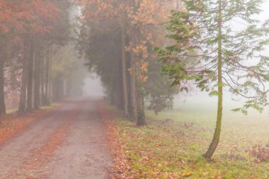 Sonbahar ormanında Misty sahne