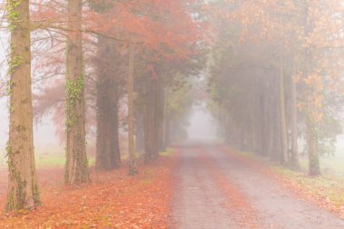 Sonbahar ormanında Misty sahne