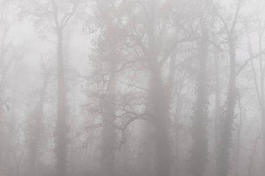 Orman ve güzel sonbahar renkleri sis