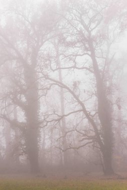 Orman ve güzel sonbahar renkleri sis