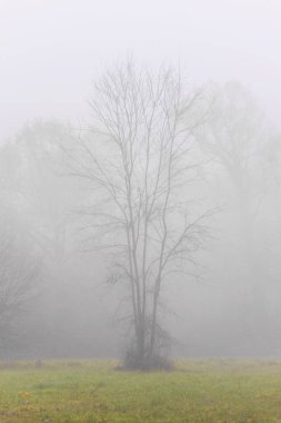 Orman ve güzel sonbahar renkleri sis