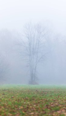 Orman ve güzel sonbahar renkleri sis