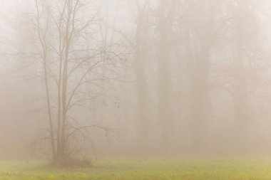 Orman ve güzel sonbahar renkleri sis