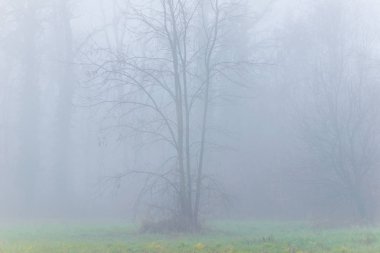 Orman ve güzel sonbahar renkleri sis