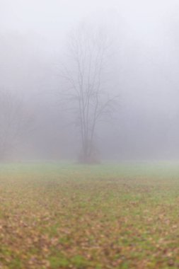 Orman ve güzel sonbahar renkleri sis