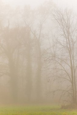 Orman ve güzel sonbahar renkleri sis