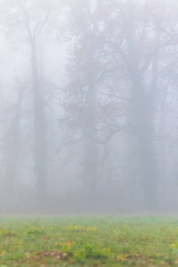 Orman ve güzel sonbahar renkleri sis