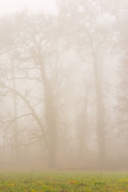 Orman ve güzel sonbahar renkleri sis