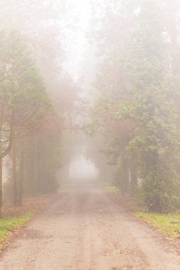 Orman ve güzel sonbahar renkleri sis
