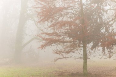 Orman ve güzel sonbahar renkleri sis