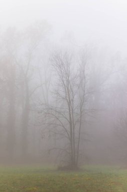 Güzel sonbahar yaprakları ve renkleri ve orman siste