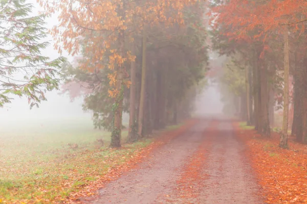 Sonbahar ormanında Misty sahne