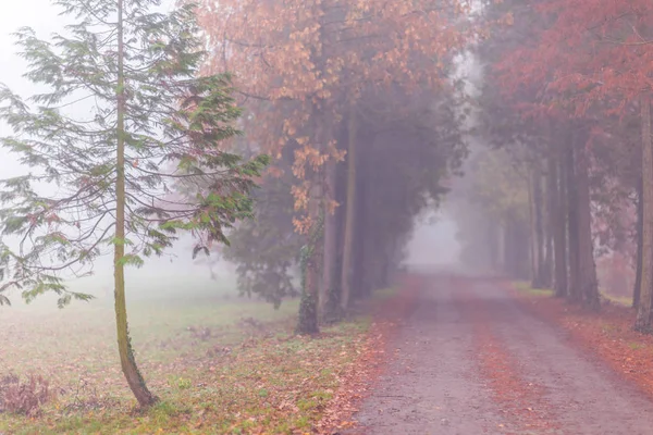 Sonbahar ormanında Misty sahne