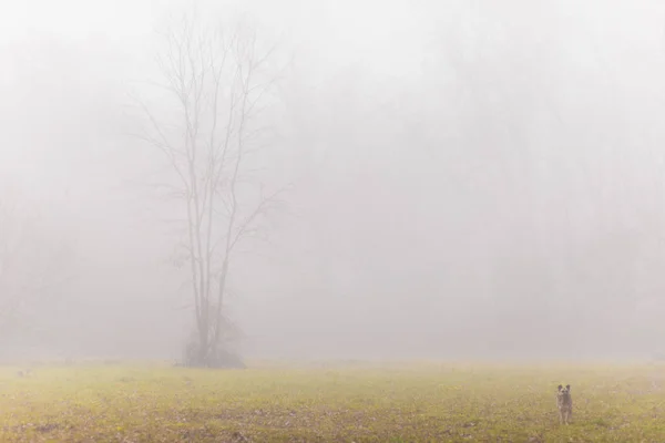 秋の森の霧の風景 — ストック写真